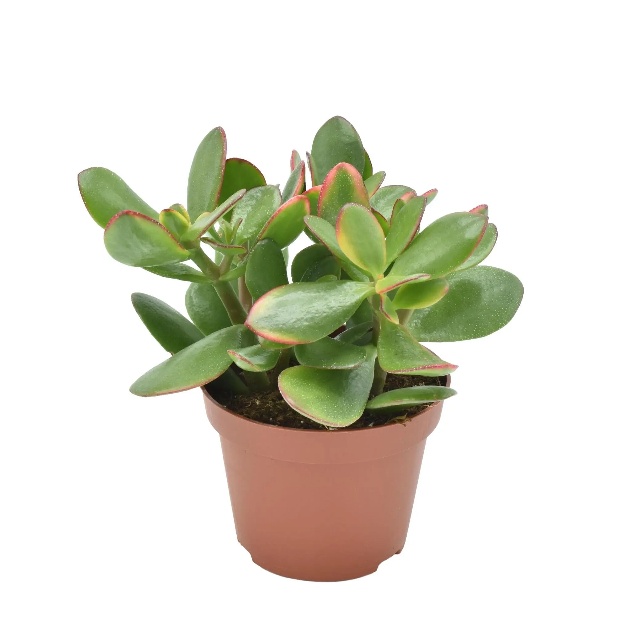 Crassula Ovata &