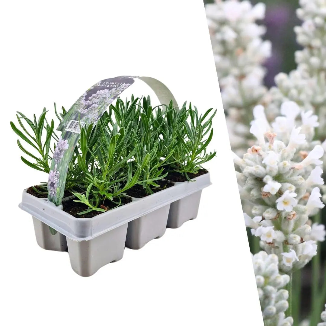 Lavandula - Verschiedene Sorten winterharter Lavendel - Image