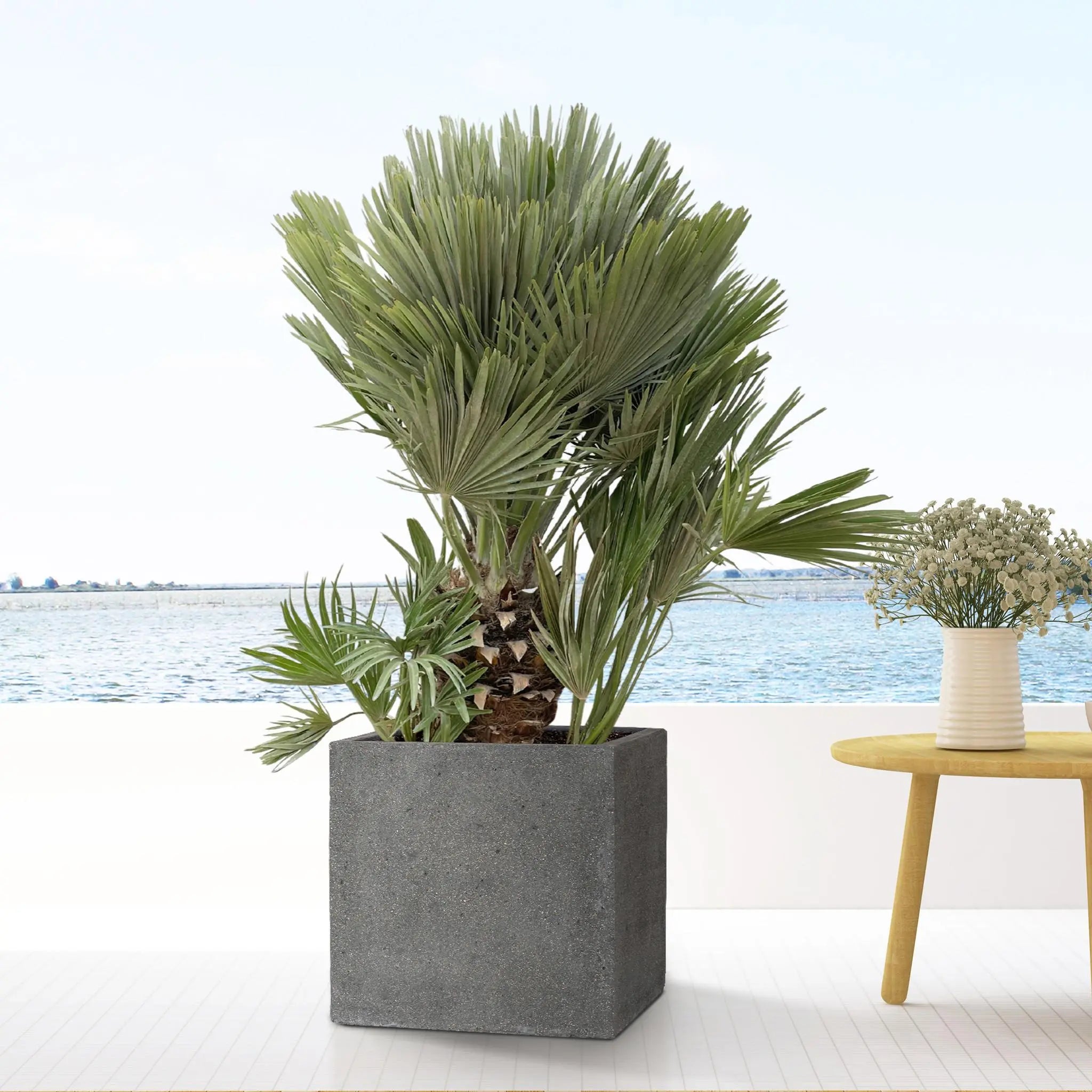 Chamaerops humilis - Europäische Zwergpalme - Image