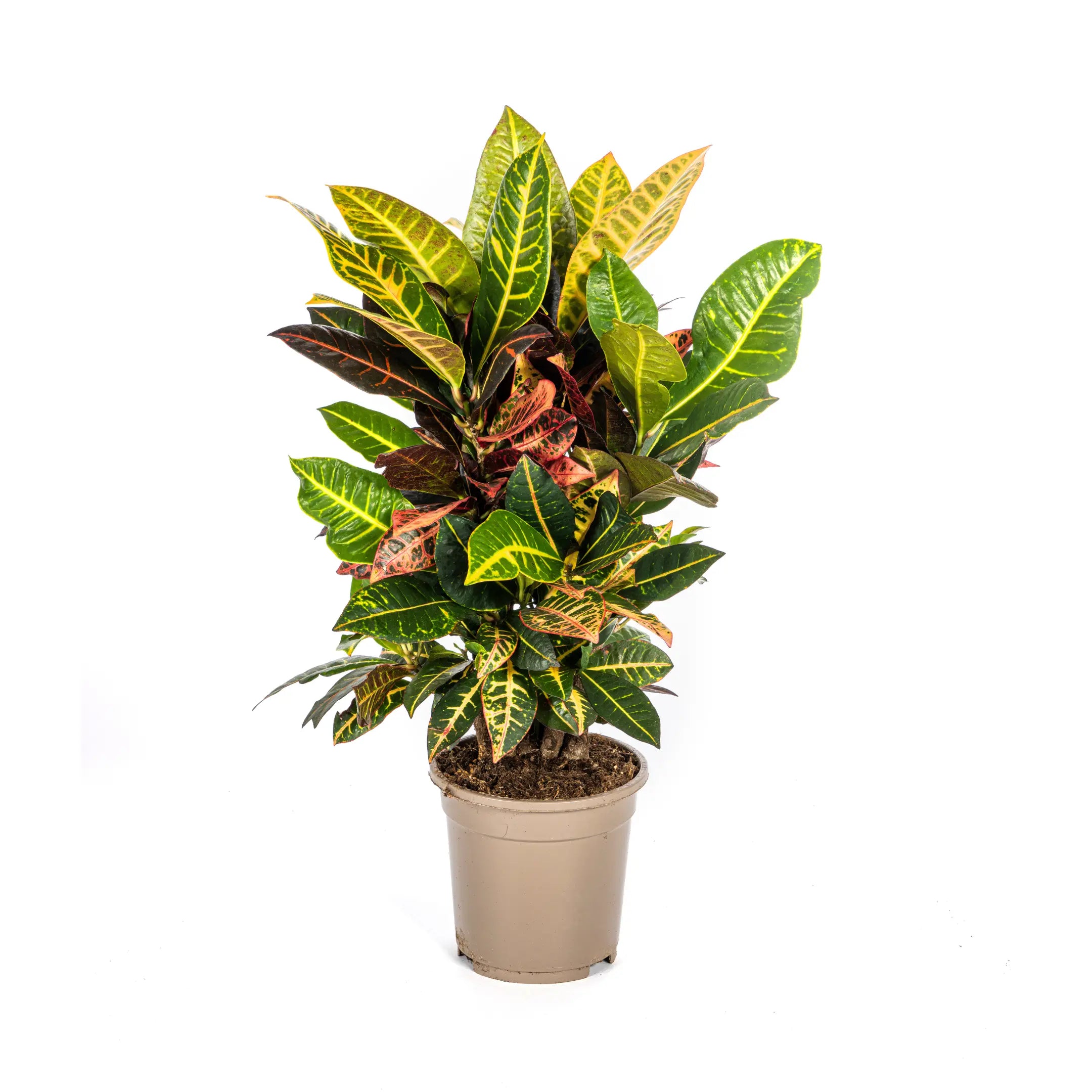 Croton Codiaeum variegatum - Wunderstrauch, Kroton - Image
