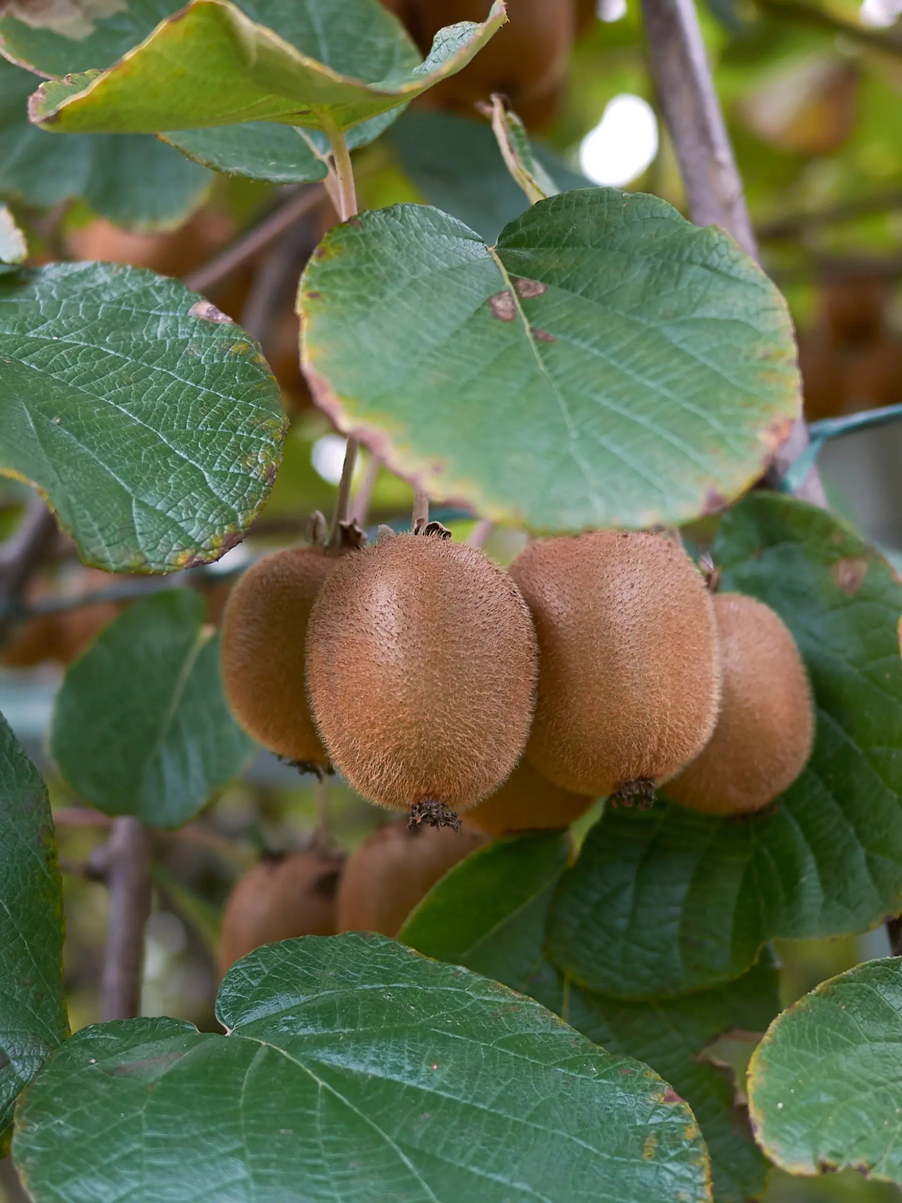 Actinidia deliciosa - Selbstbefruchtende Kiwipflanzen - Image