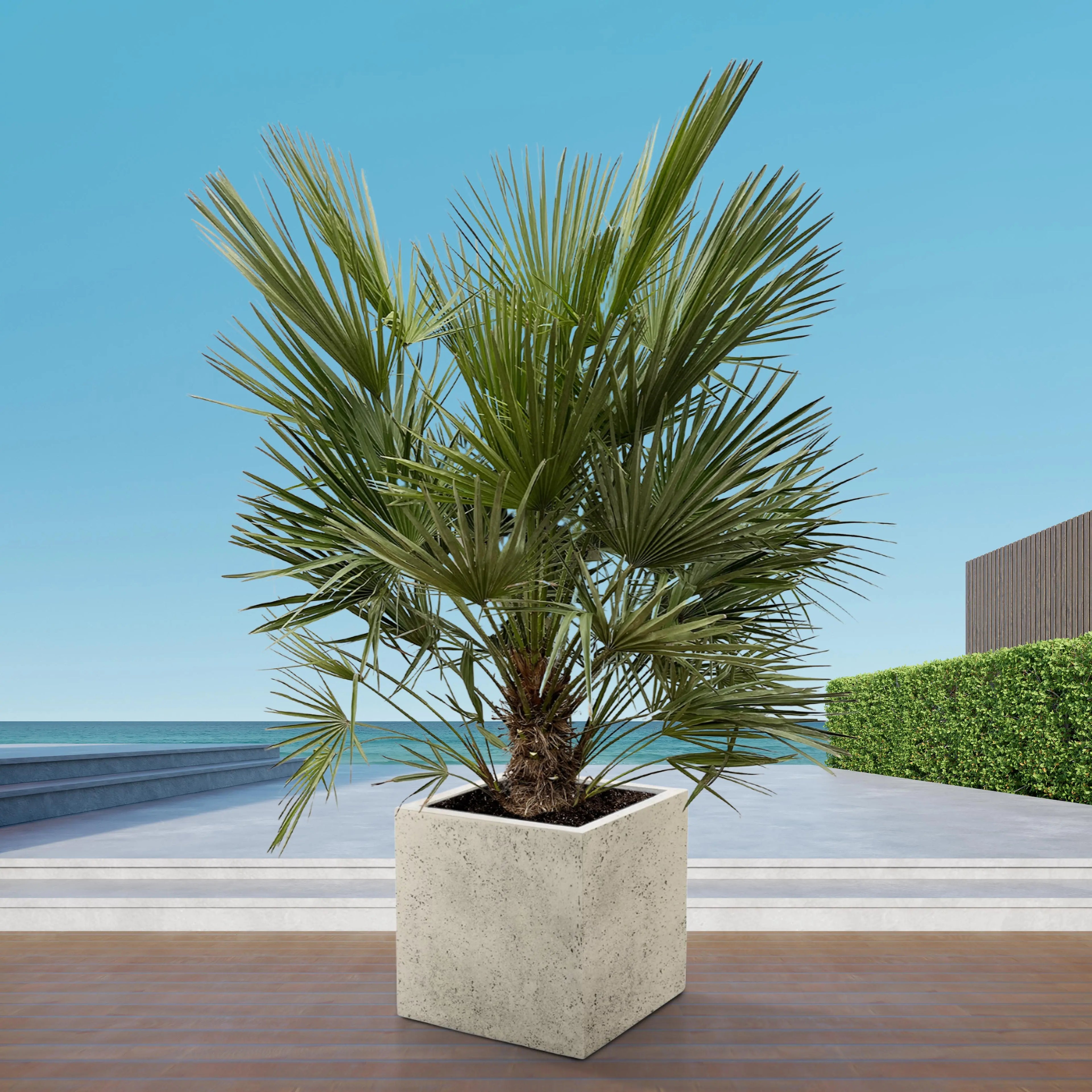 Chamaerops humilis - Europäische Zwergpalme - Image