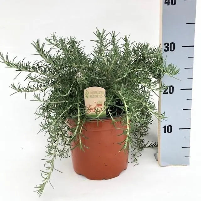 Rosmarinus - Verschiedene Sorten winterharter Rosmarin - Image