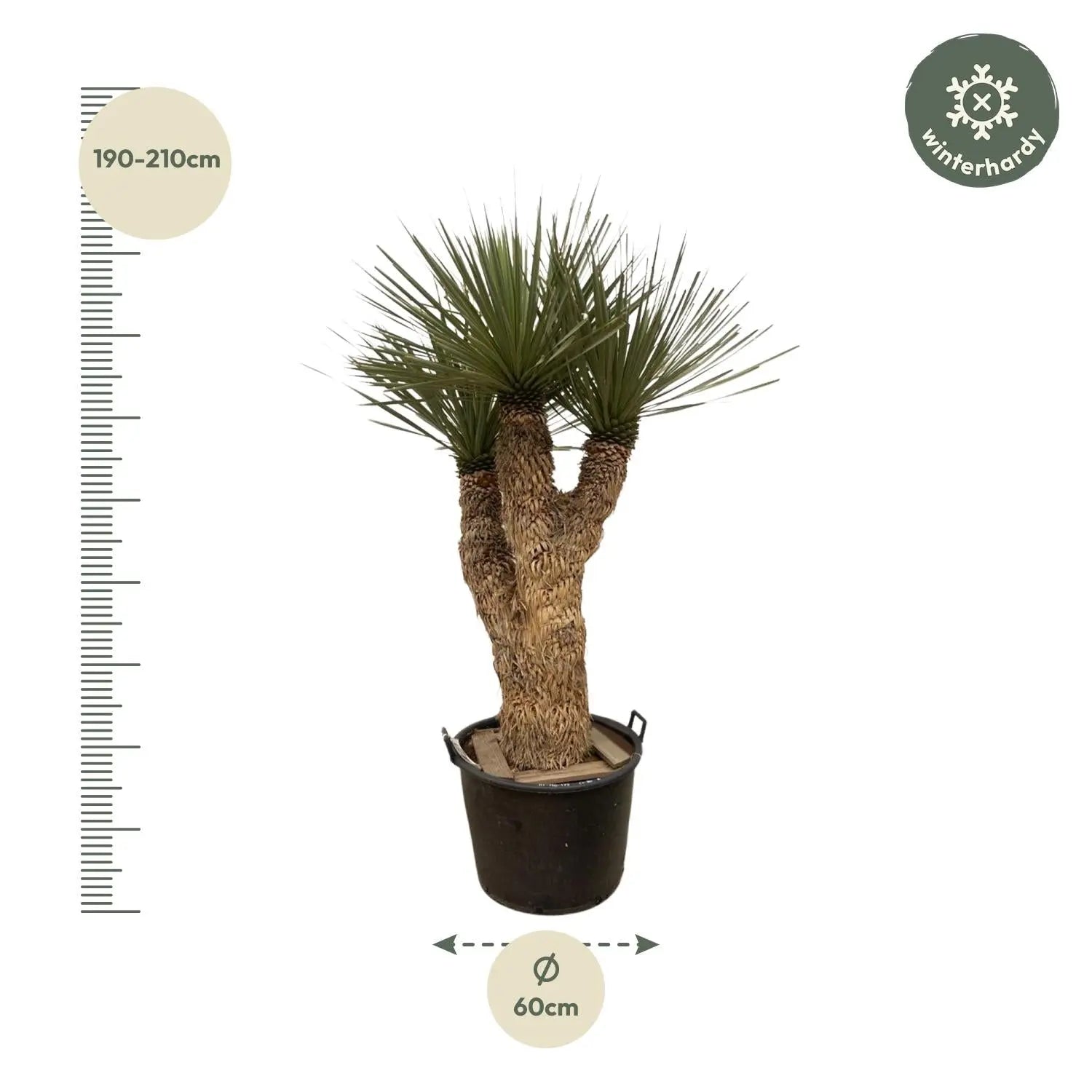 Yucca rostrata - Blaublättrige Palmlilie - Image