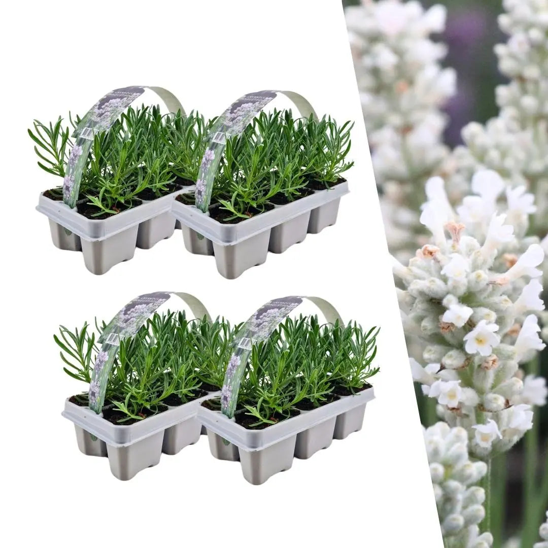 Lavandula - Verschiedene Sorten winterharter Lavendel - Image