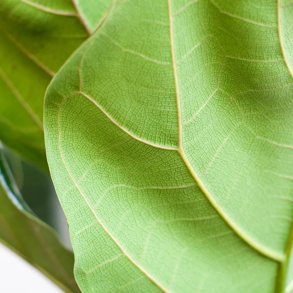 Ficus lyrata - Geigenfeige - Image