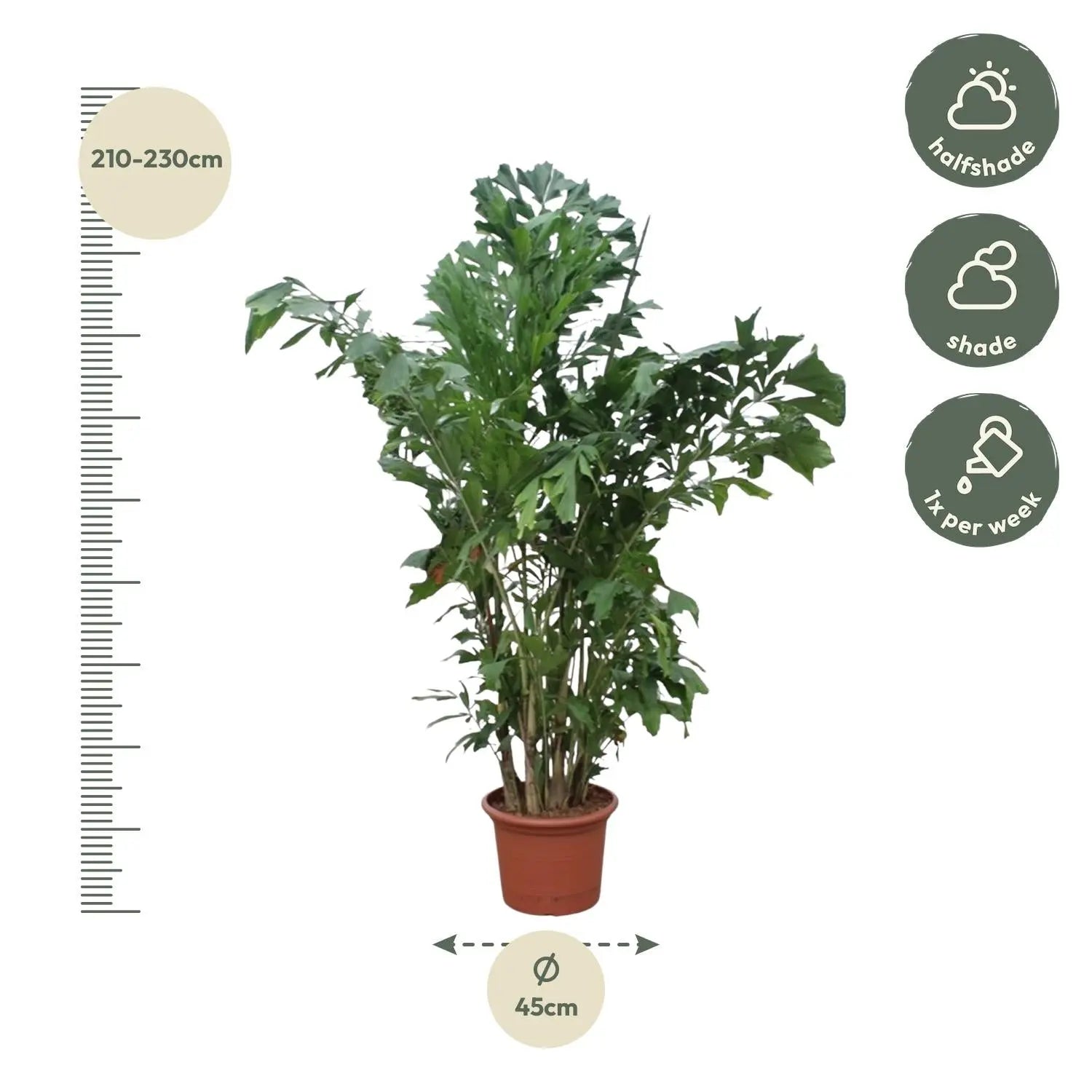 Caryota Mitis - Fischschwanzpalme - Image