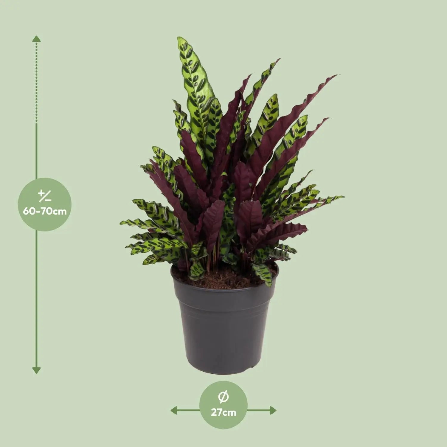Calathea - Korbmarante - Image