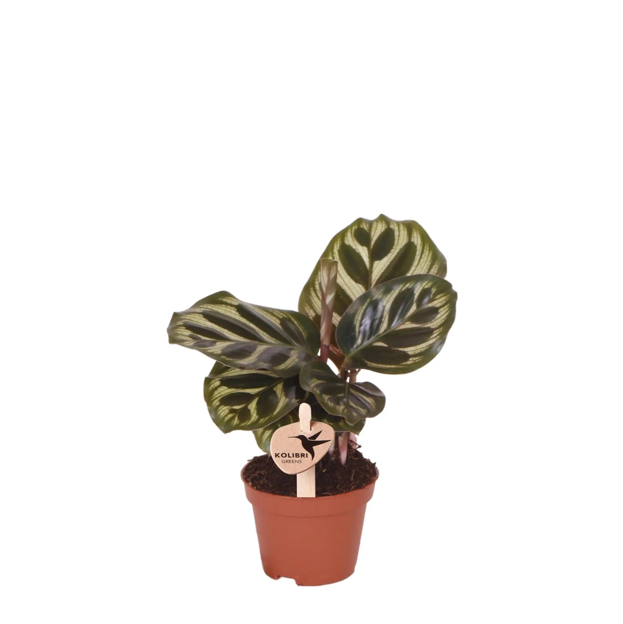 Calathea - Korbmarante - Image