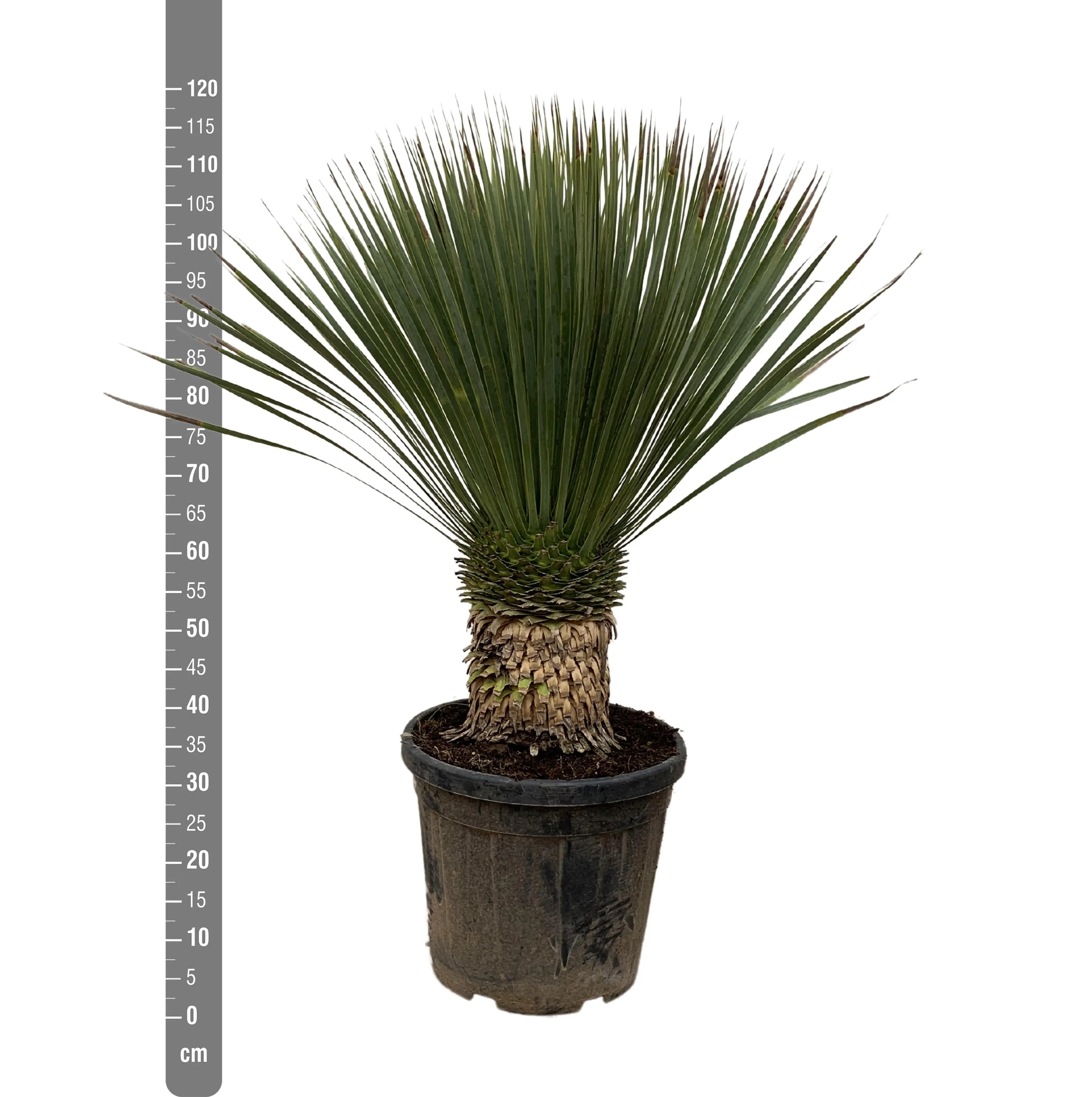 Yucca rostrata - Blaublättrige Palmlilie - Image