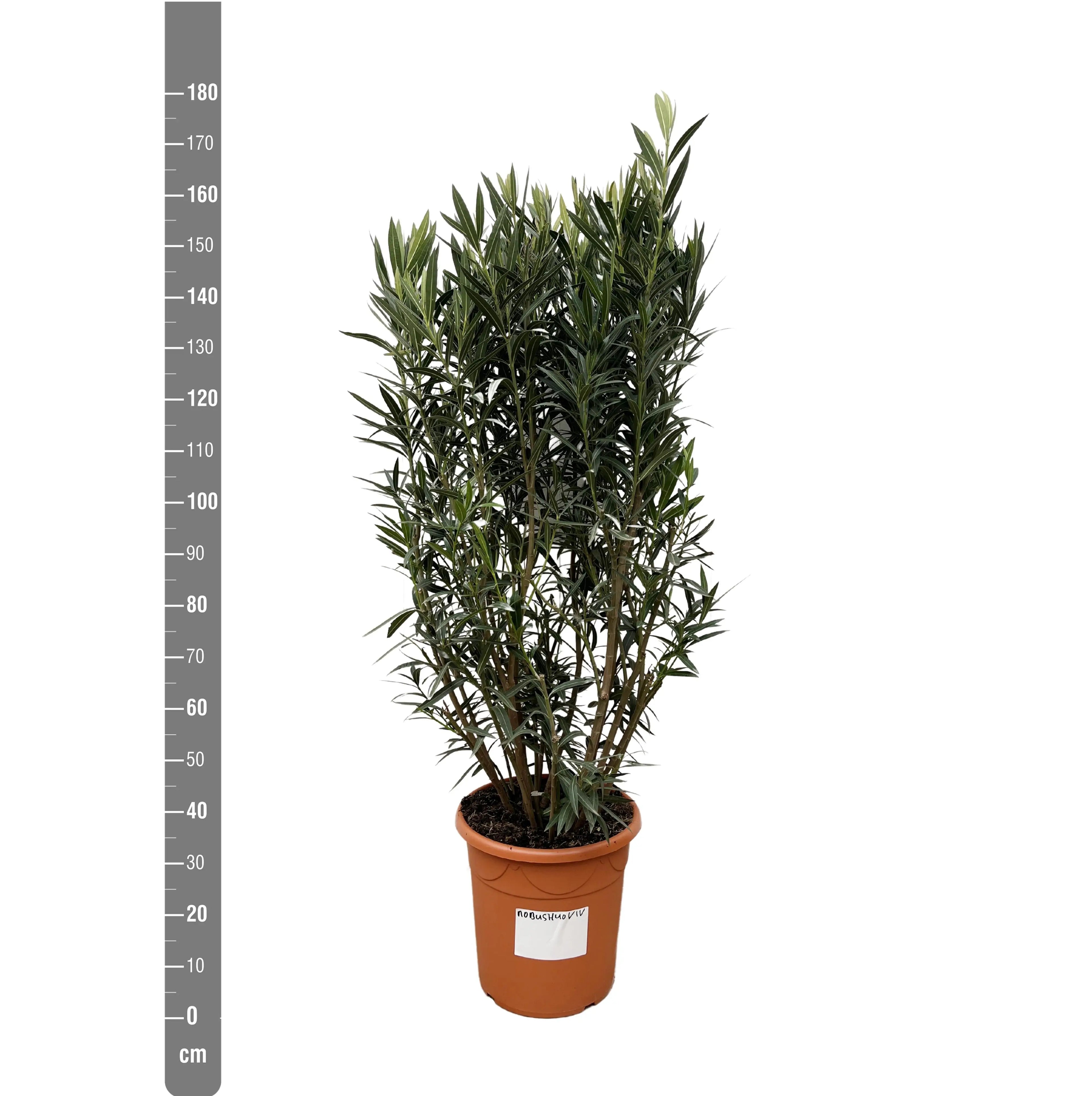 Nerium Oleander - Rosenlorbeer - Image