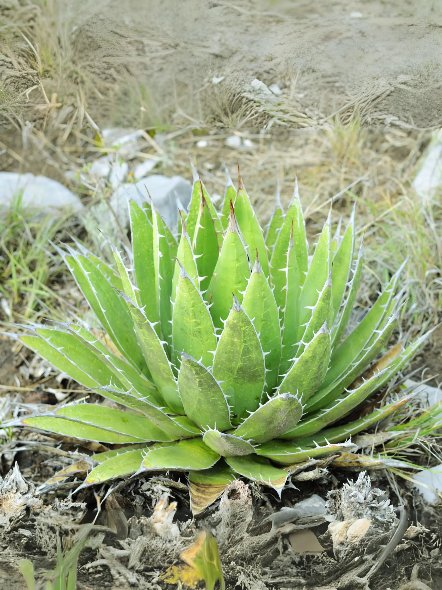 Agave parryi var. &