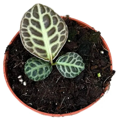 Labisia - Rare Terrarienpflanze