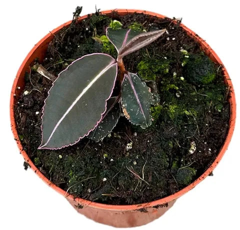 Labisia - Rare Terrarienpflanze