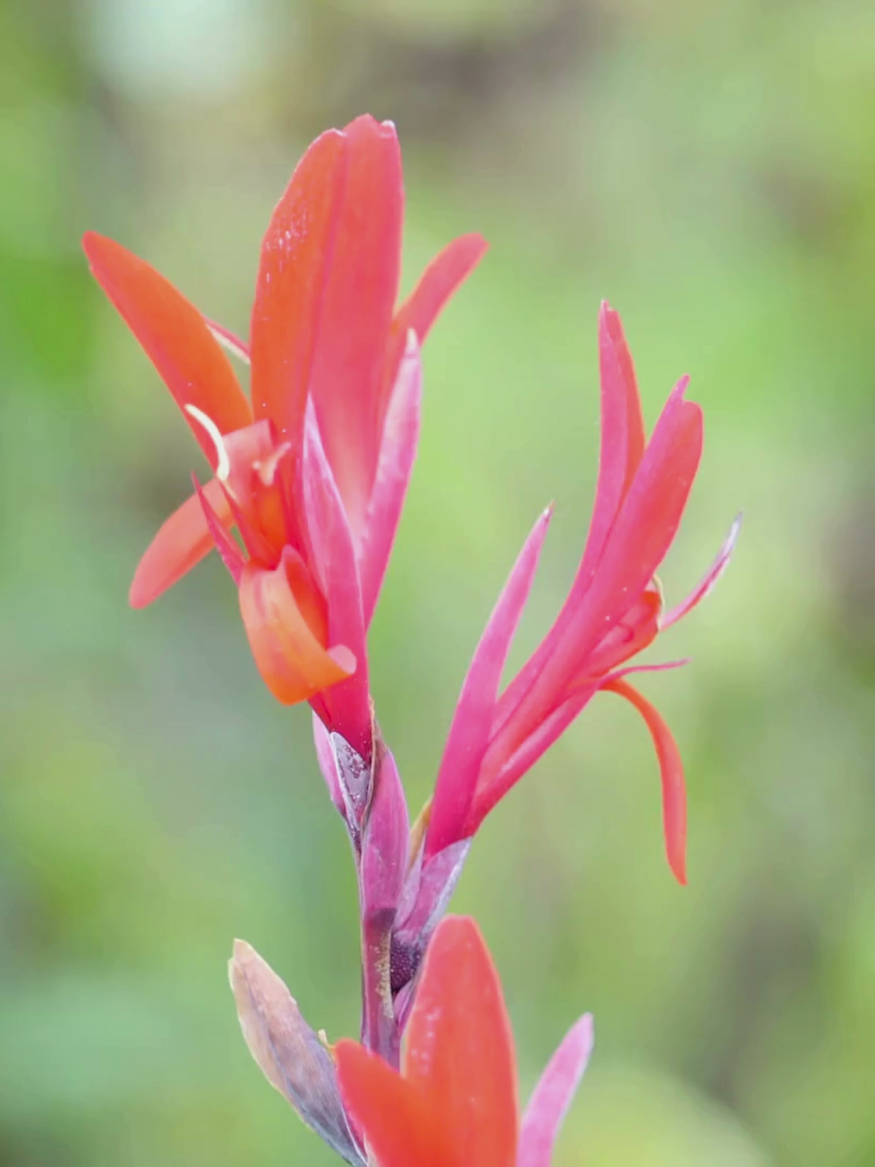 Canna indica - Indisches Blumenrohr