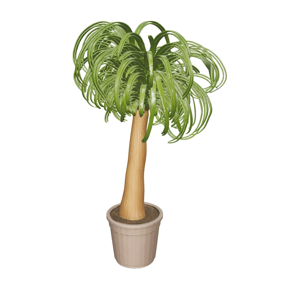 Beaucarnea Nolina recurvata - Elefantenfuß, Flaschenbaum