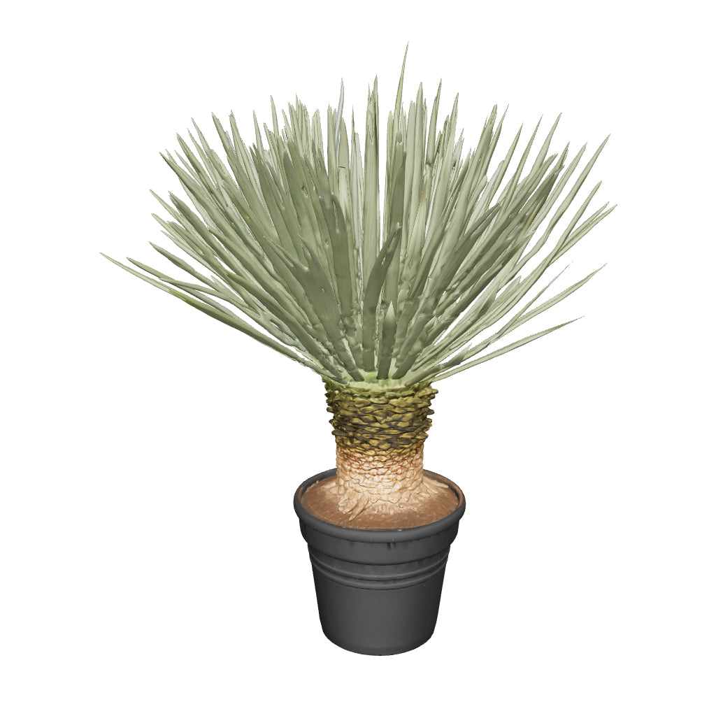 Yucca rostrata - Blaublättrige Palmlilie