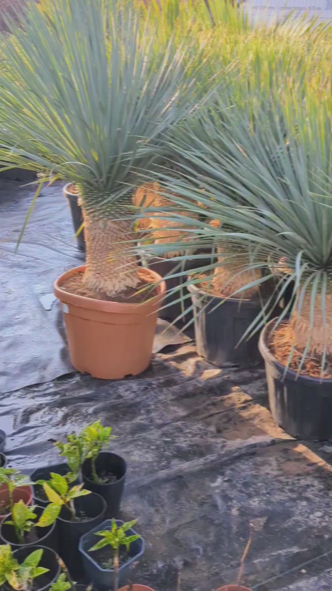 Yucca rostrata - Blaublättrige Palmlilie aus Freilandzucht