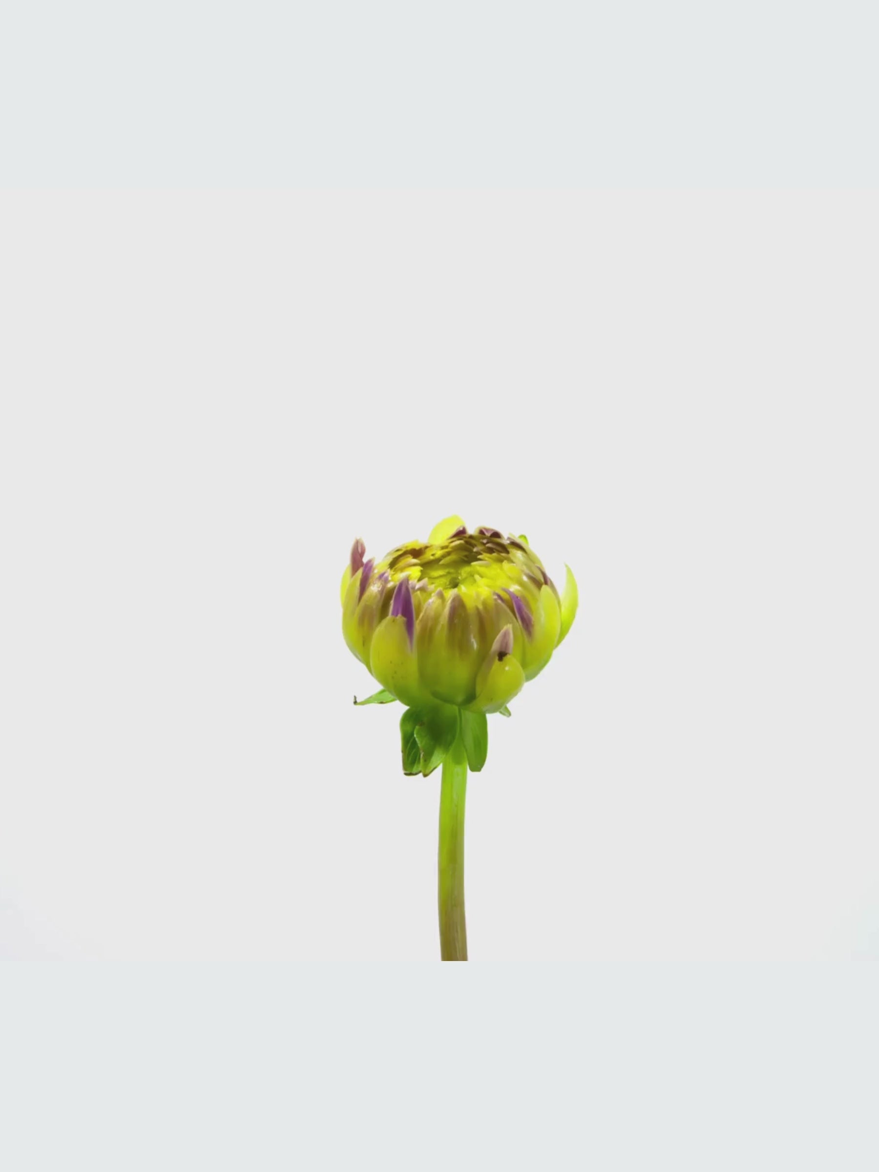 Dahlia - Verschiedene Sorten Dahlienknollen
