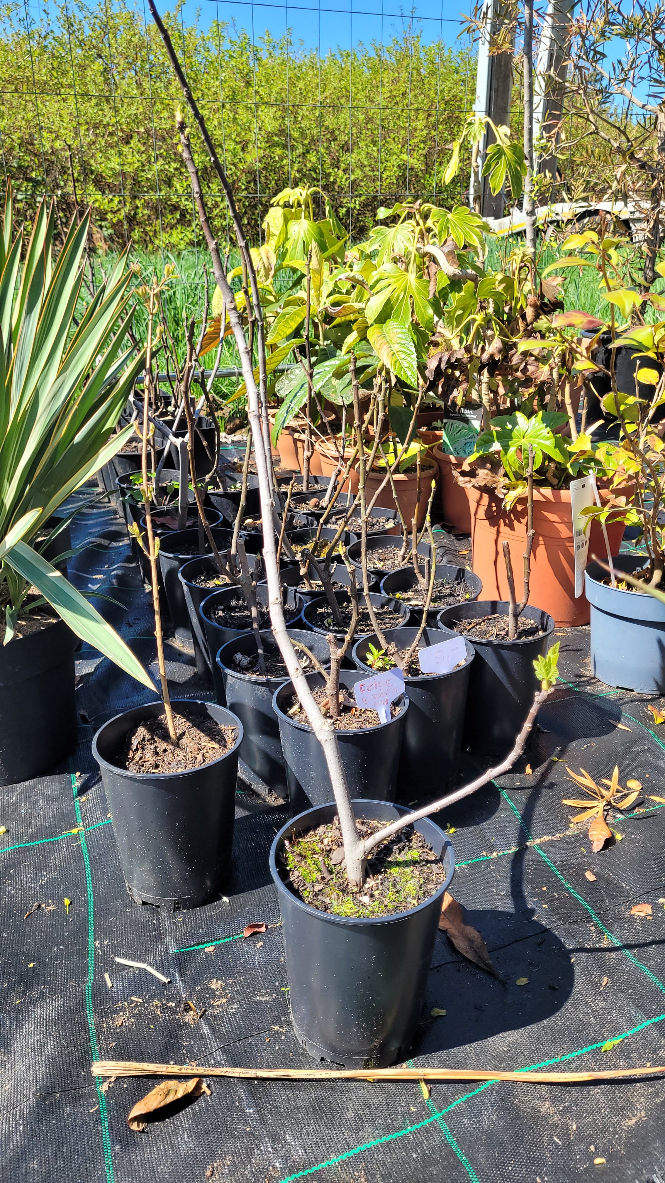 Ficus carica - Echte Feige