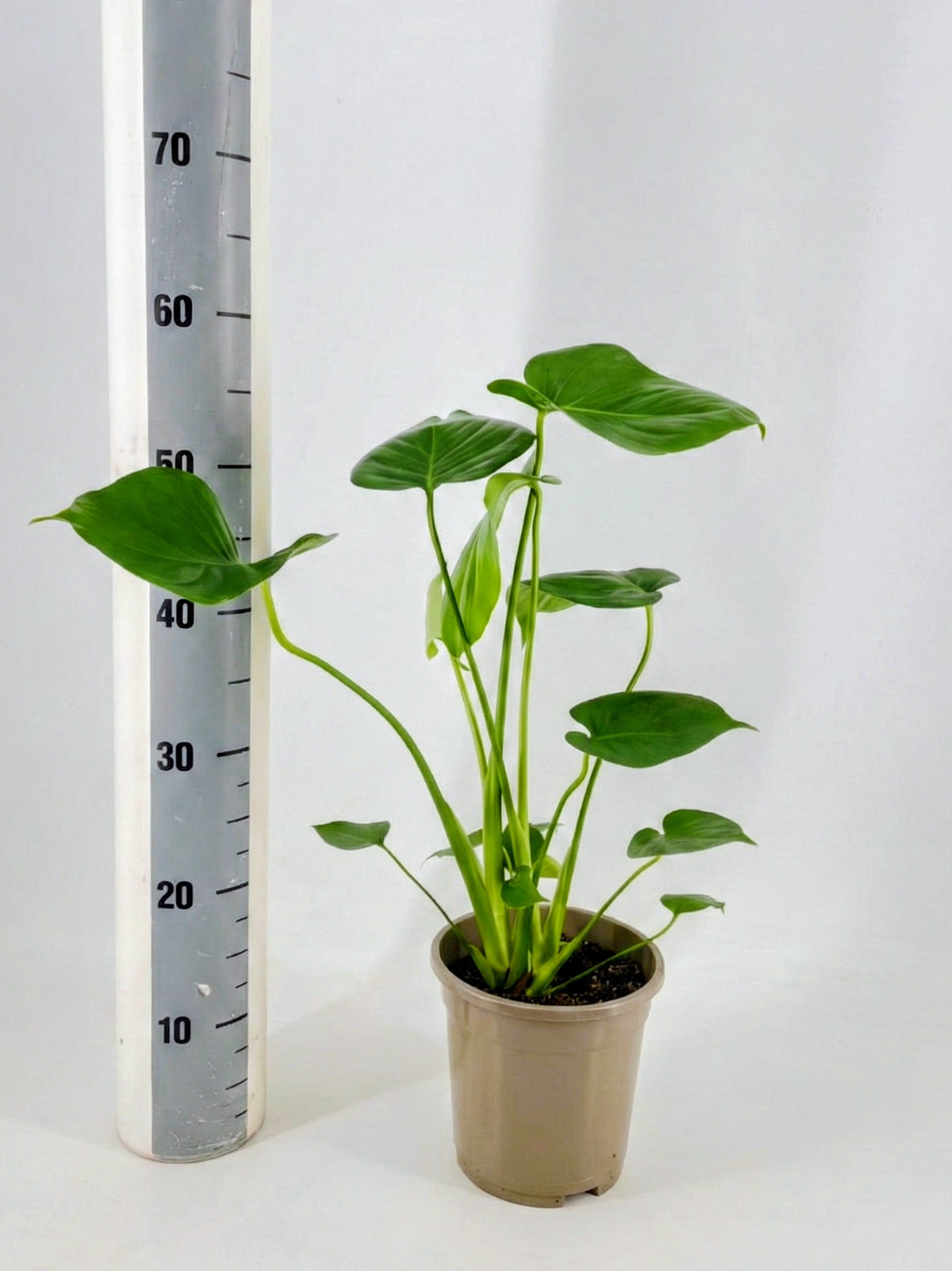 Monstera Deliciosa - Fensterblatt