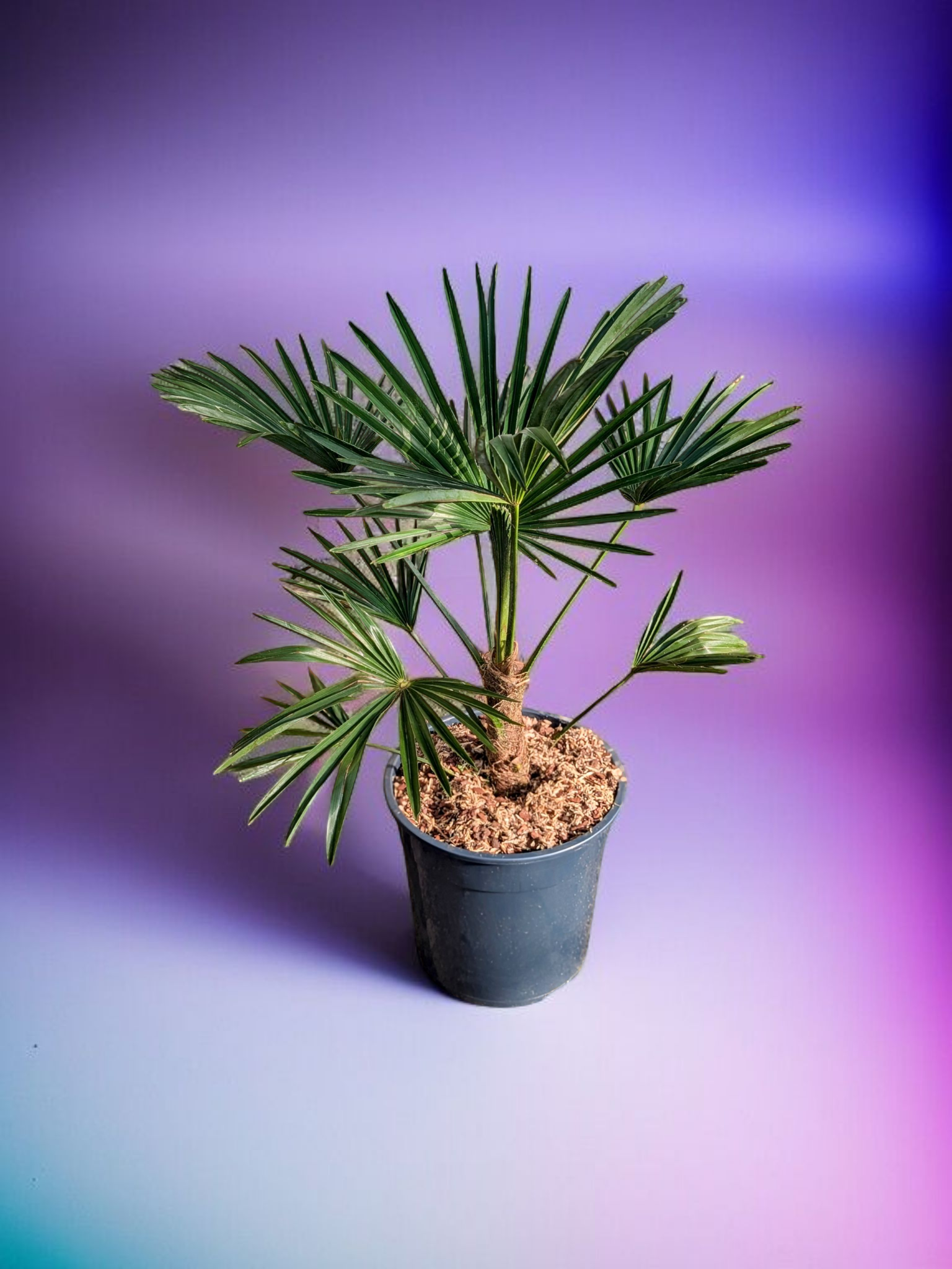 Trachycarpus wagnerianus - Wagner Hanfpalme aus Freilandzucht