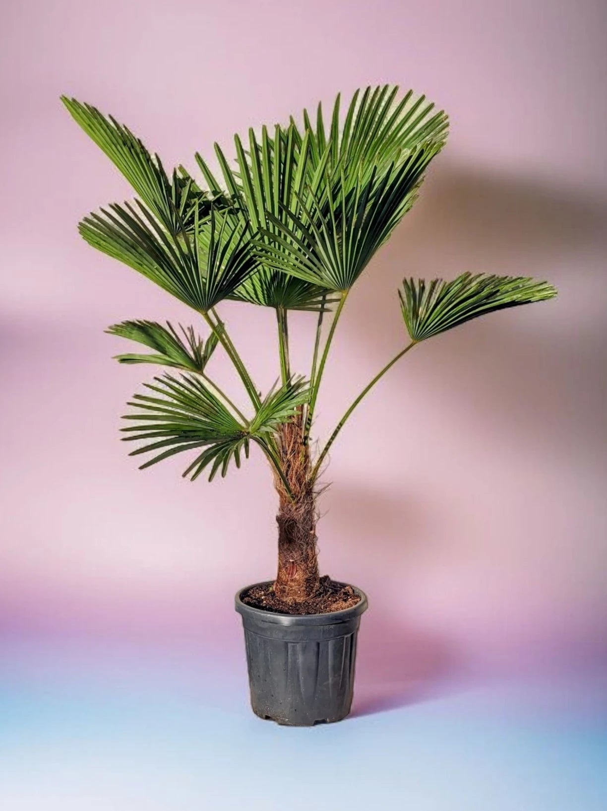 Trachycarpus wagnerianus - Wagner Hanfpalme aus Freilandzucht