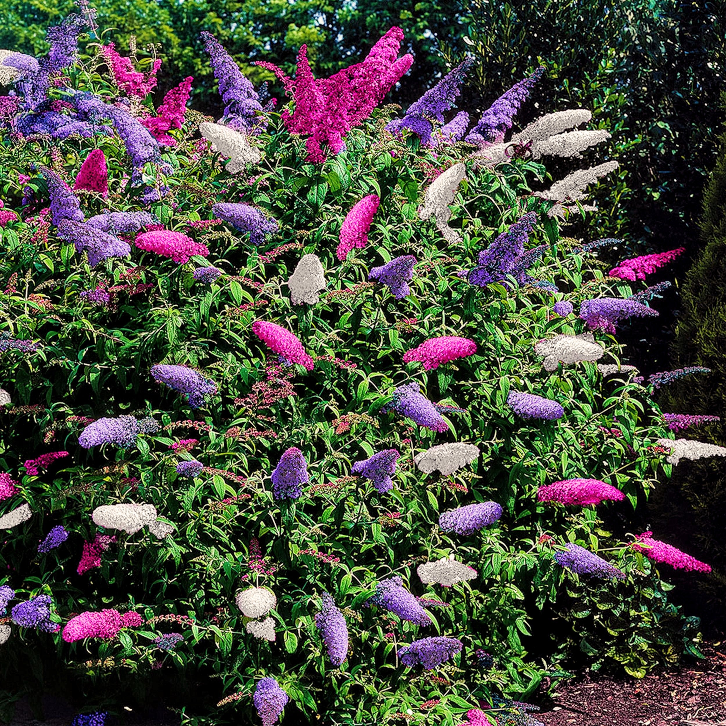 Buddleja davidii - Zwerg-Schmetterlingsflieder, Sommerflieder
