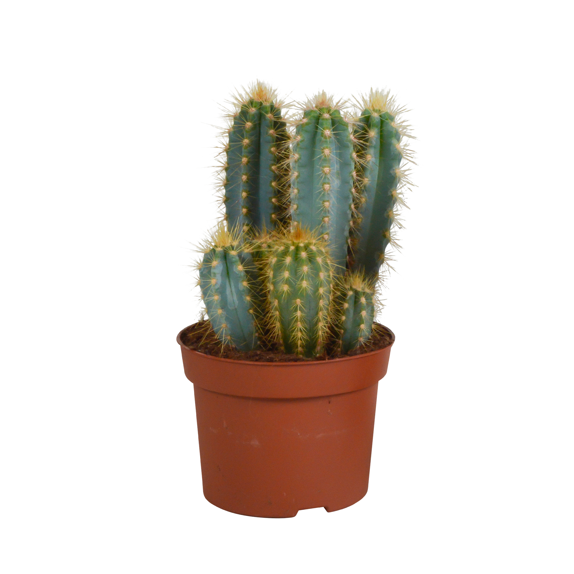 Pilosocereus azureus - Blauer Säulenkaktus
