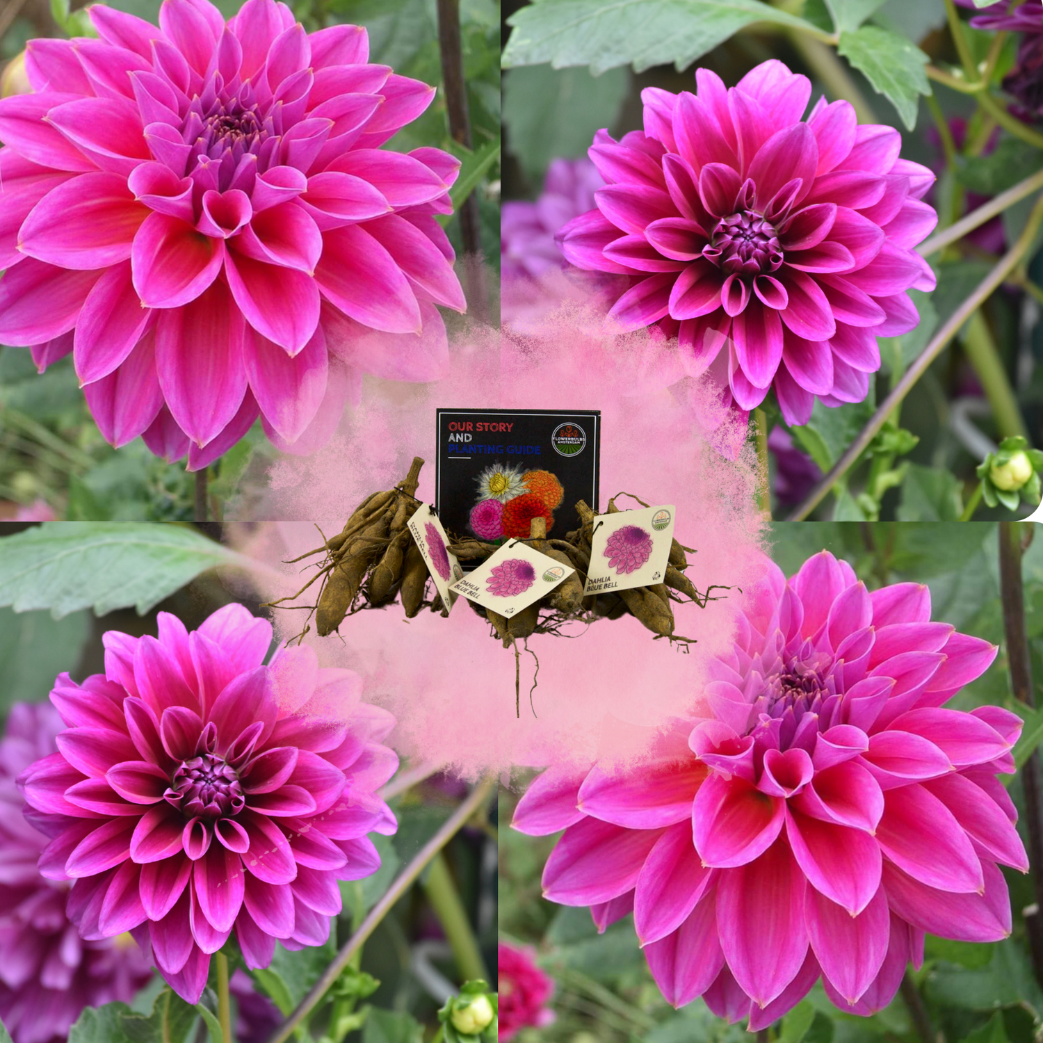 Dahlia - Verschiedene Sorten Dahlienknollen