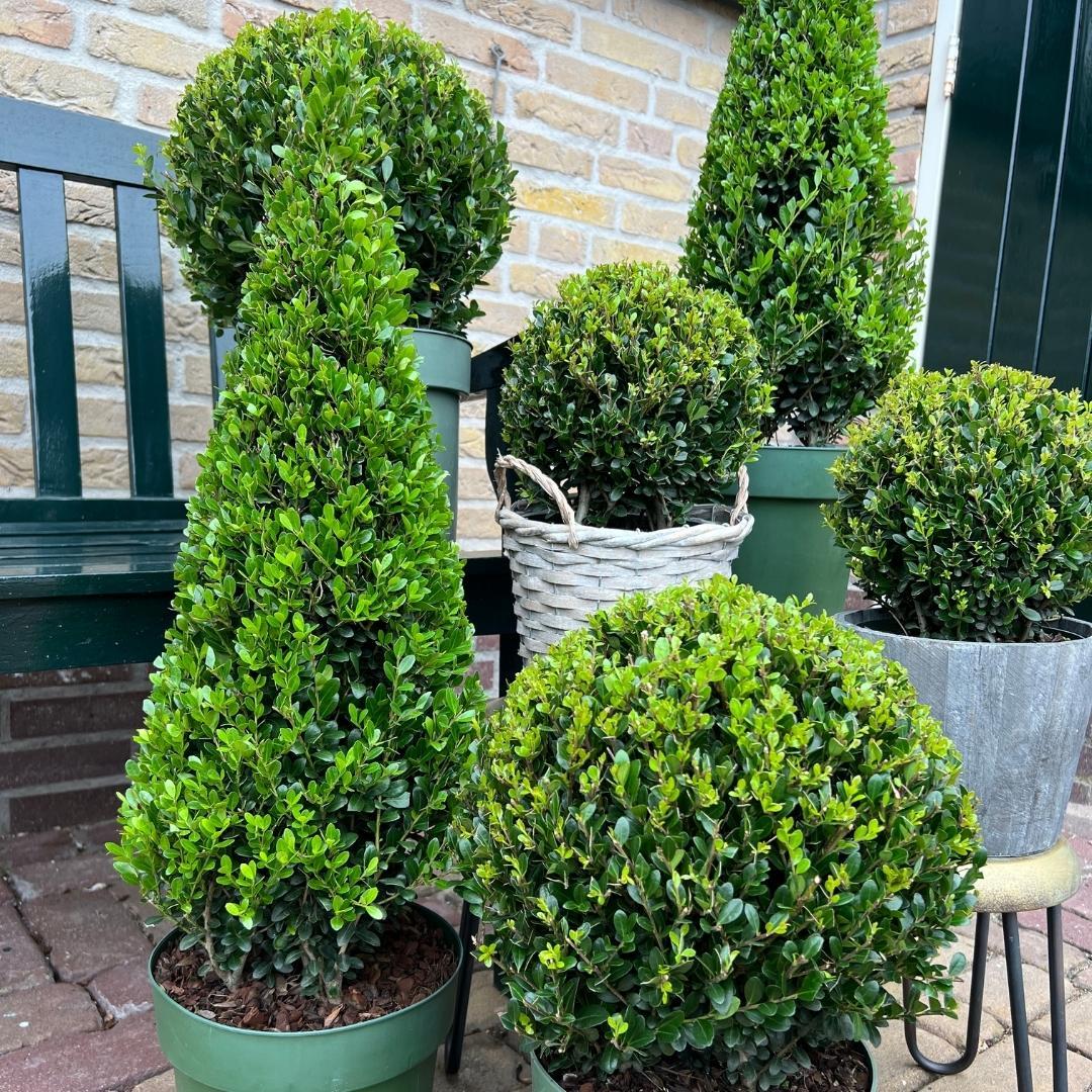 Ilex crenata - Japanische Stechpalme