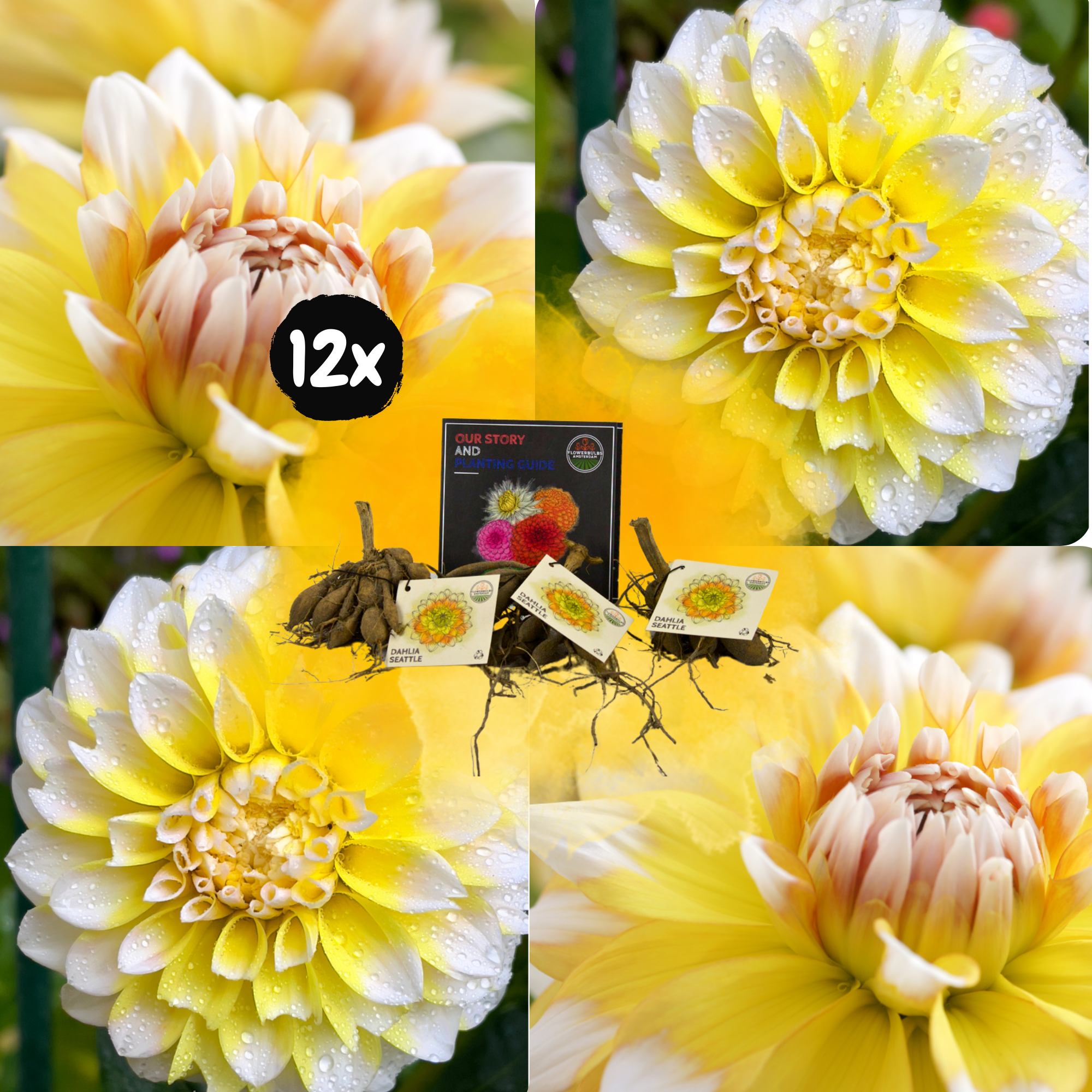 Dahlia - Verschiedene Sorten Dahlienknollen