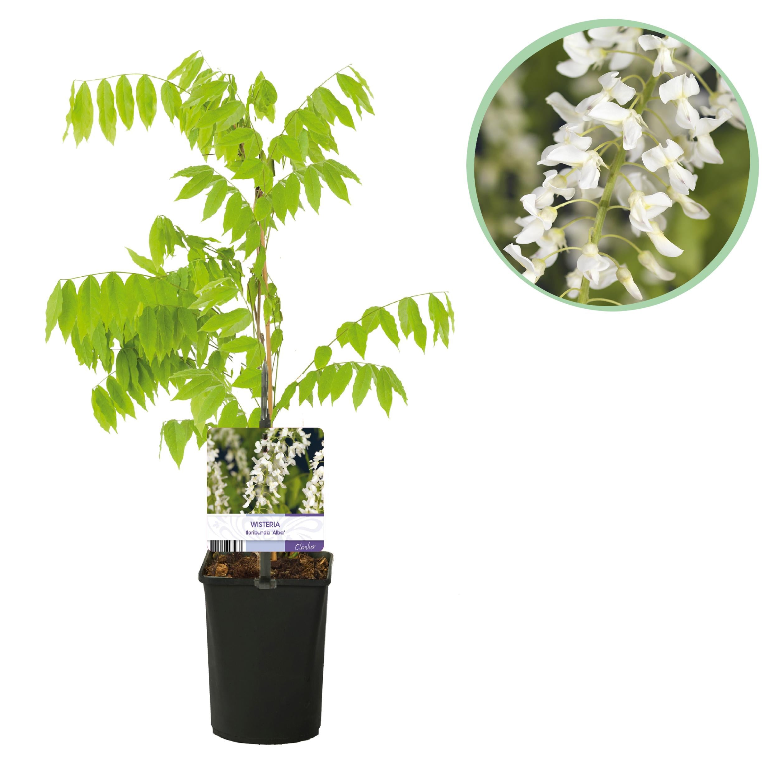 Bild für Variante ↨30 – 40cm・⌀11cm・weiße Blüten