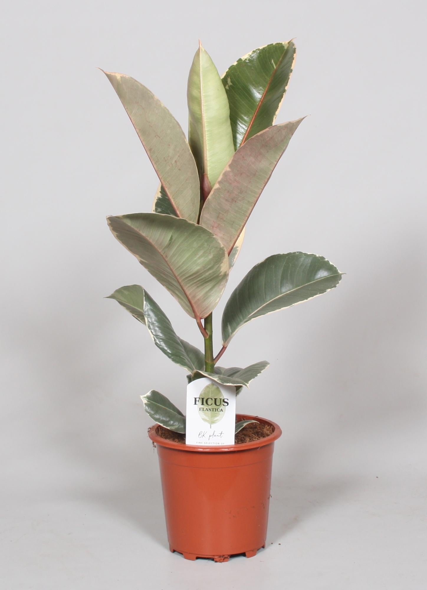 Ficus elastica - Gummibaum