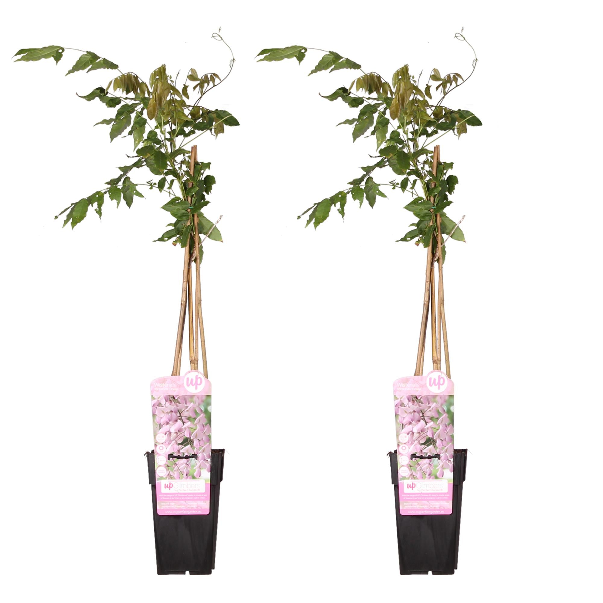 Bild für Variante ↨50 – 70cm・⌀15cm・rosa Blüten・2er Set