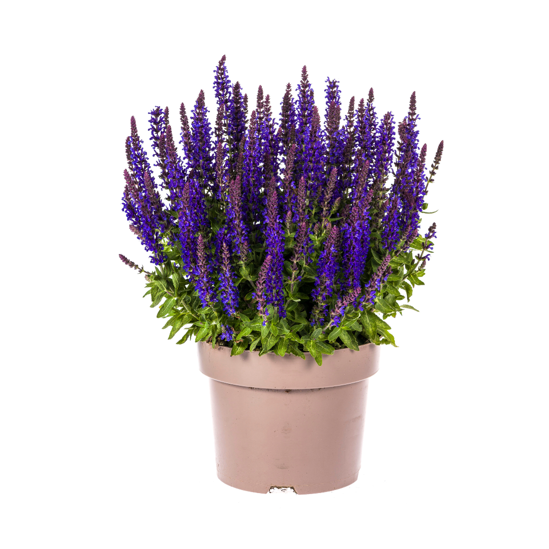 Salvia nemorosa - Verschiedene Sorten winterharter Hain-Salbei