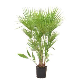 Chamaerops humilis - Europäische Zwergpalme