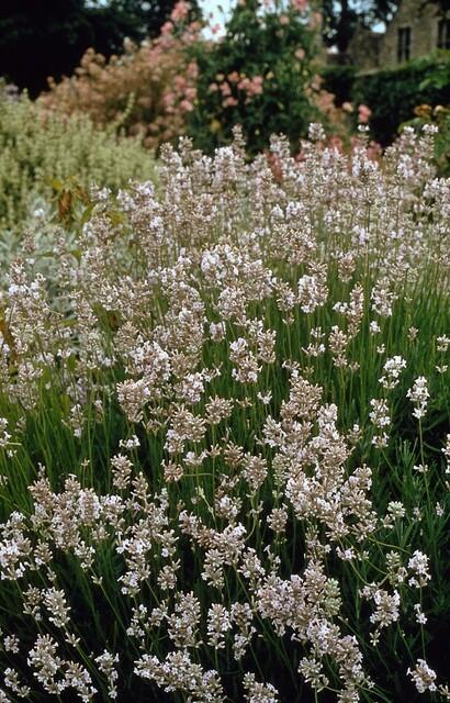 Lavandula - Weiß blühender Lavendel
