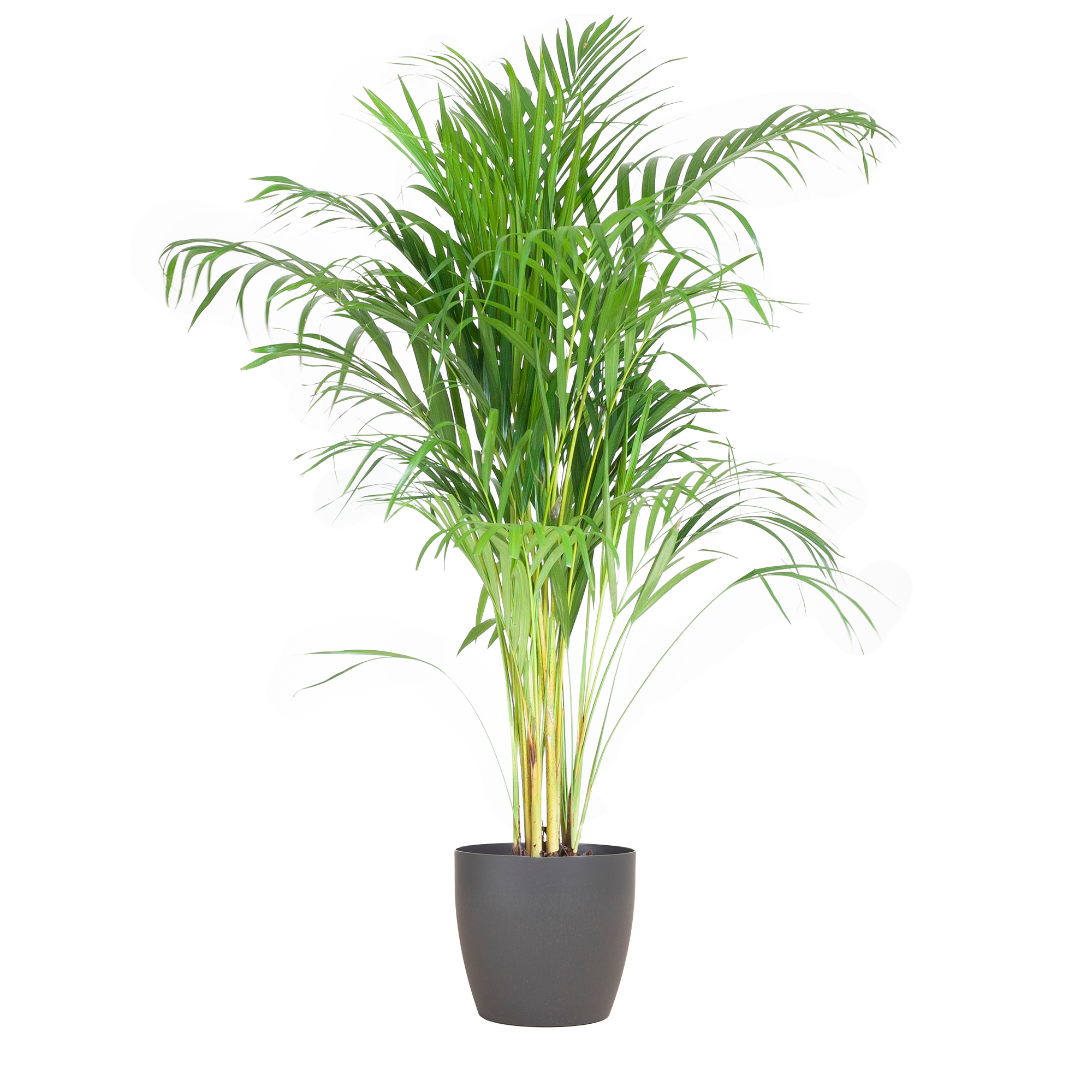 Dypsis lutescens - Areca-, Goldfruchtpalme mit Topf