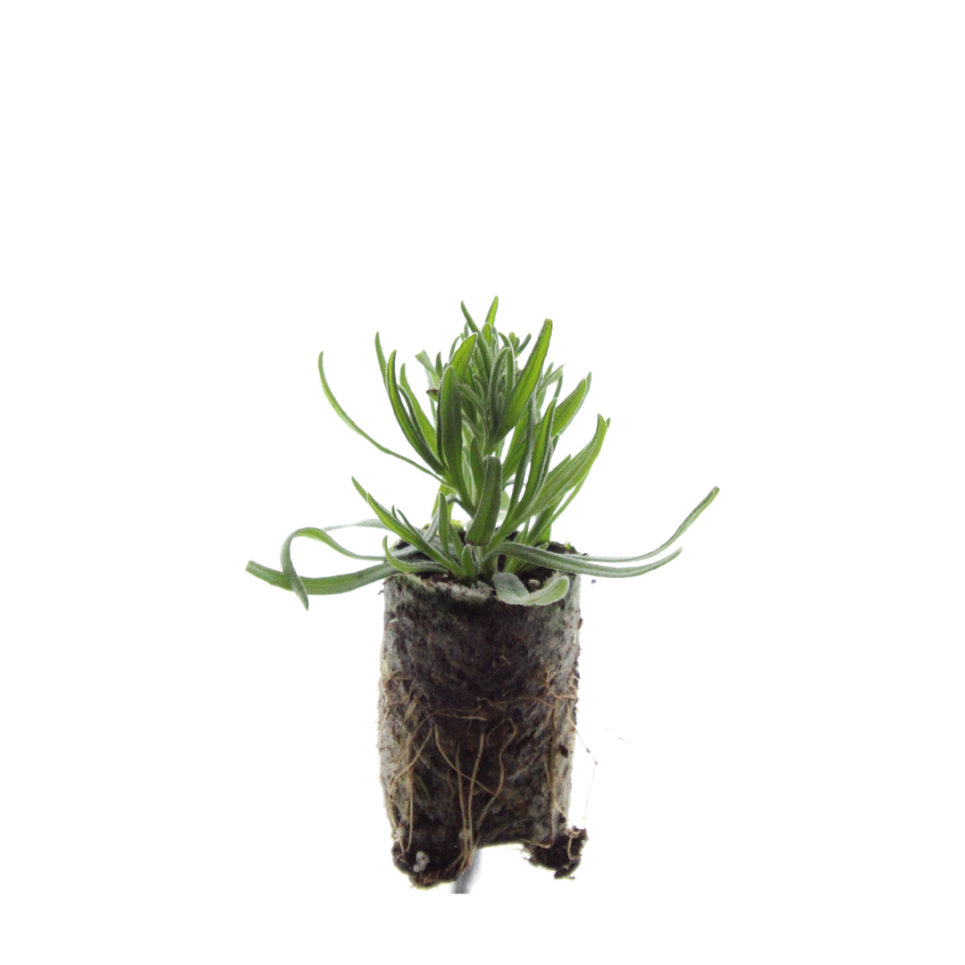 Lavandula - Verschiedene Sorten winterharter Lavendel
