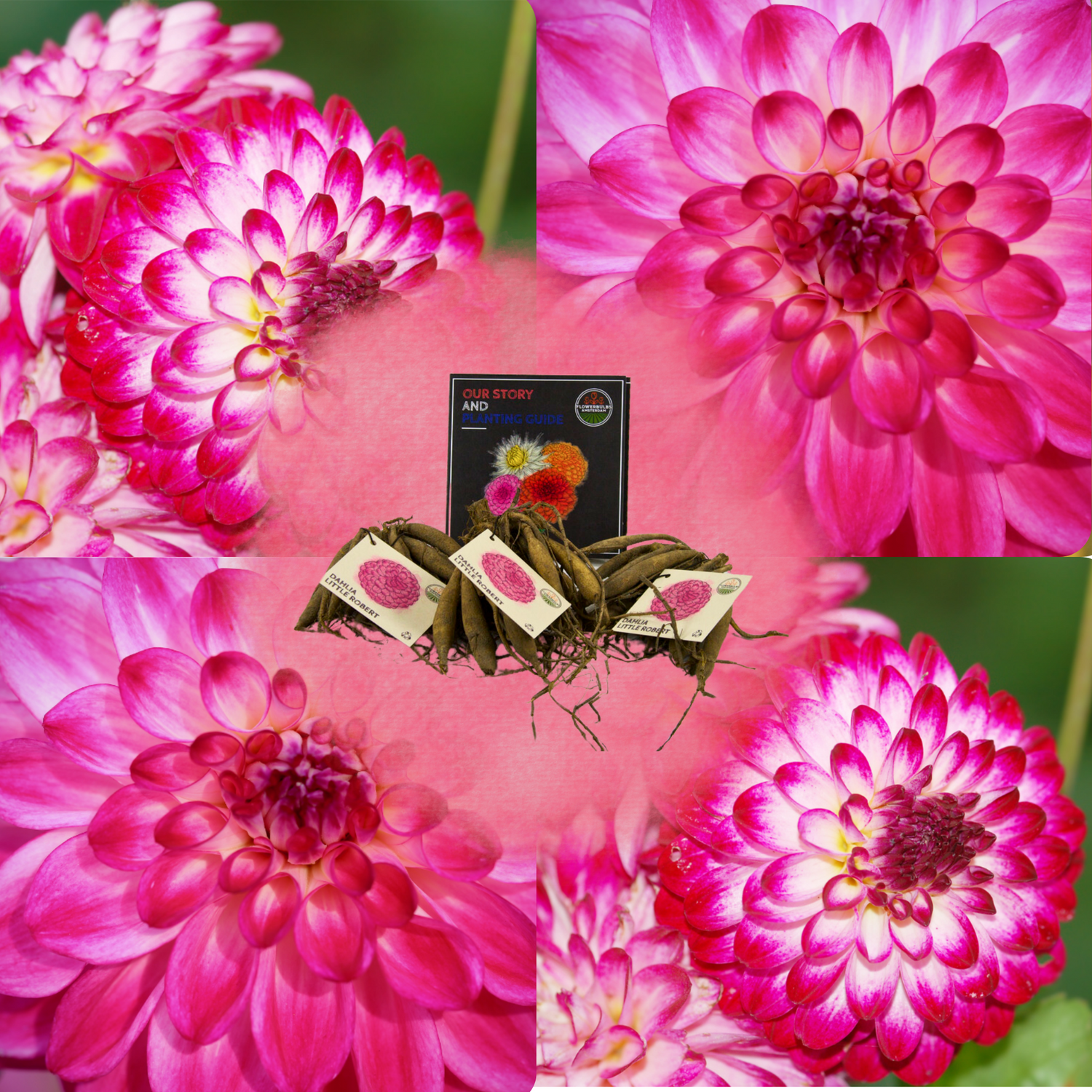 Dahlia - Verschiedene Sorten Dahlienknollen