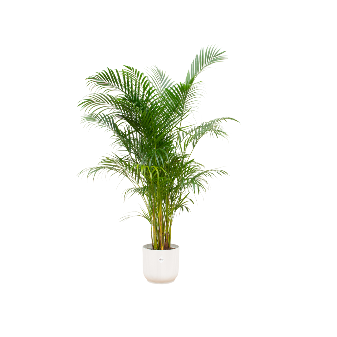 Dypsis lutescens - Areca-, Goldfruchtpalme mit Topf