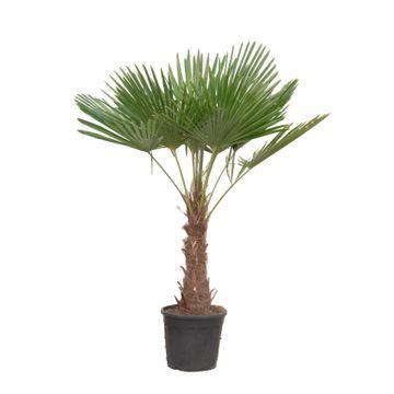 Bild für Variante ↨170 – 220cm・⌀40cm