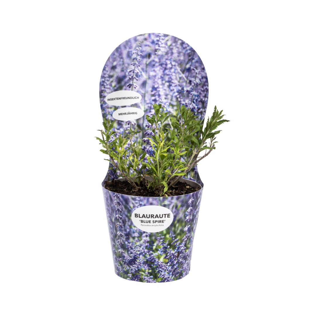 Perovskia atriplicifolia - Blauraute, Silber-Perowskie