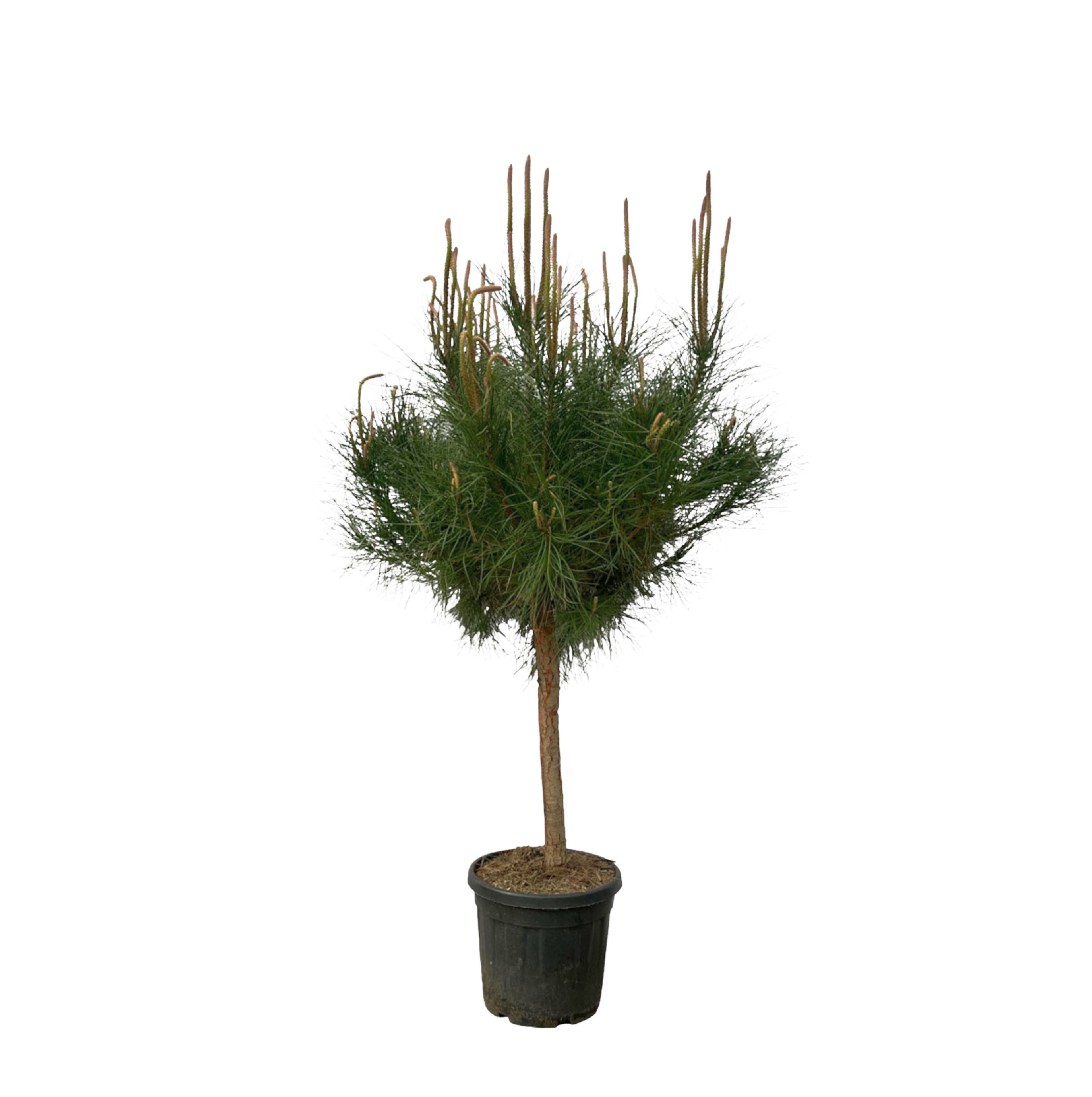 Pinus pinea - Pinie, Mittelmeer-Kiefer