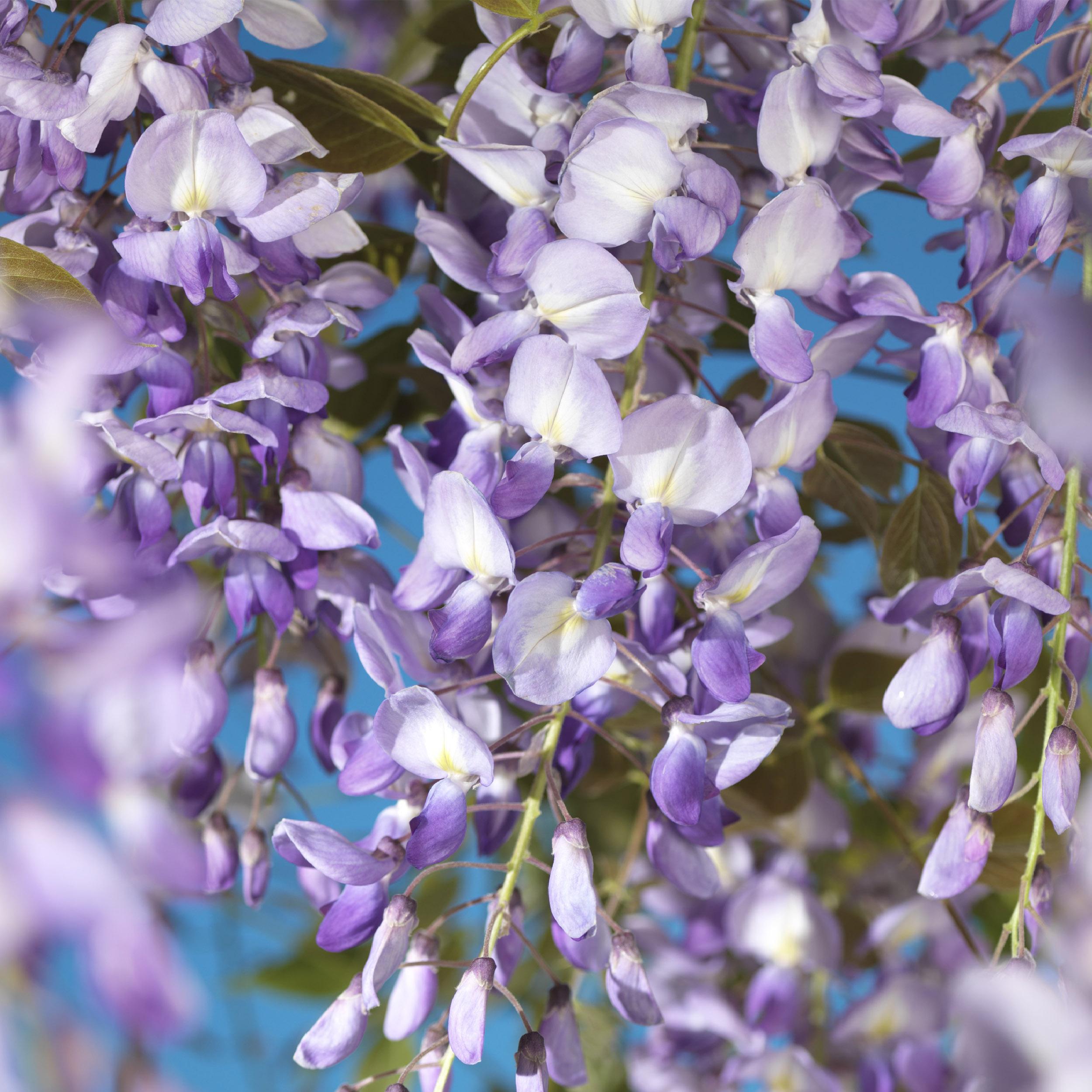 Wisteria floribunda - Japanische Blauregen
