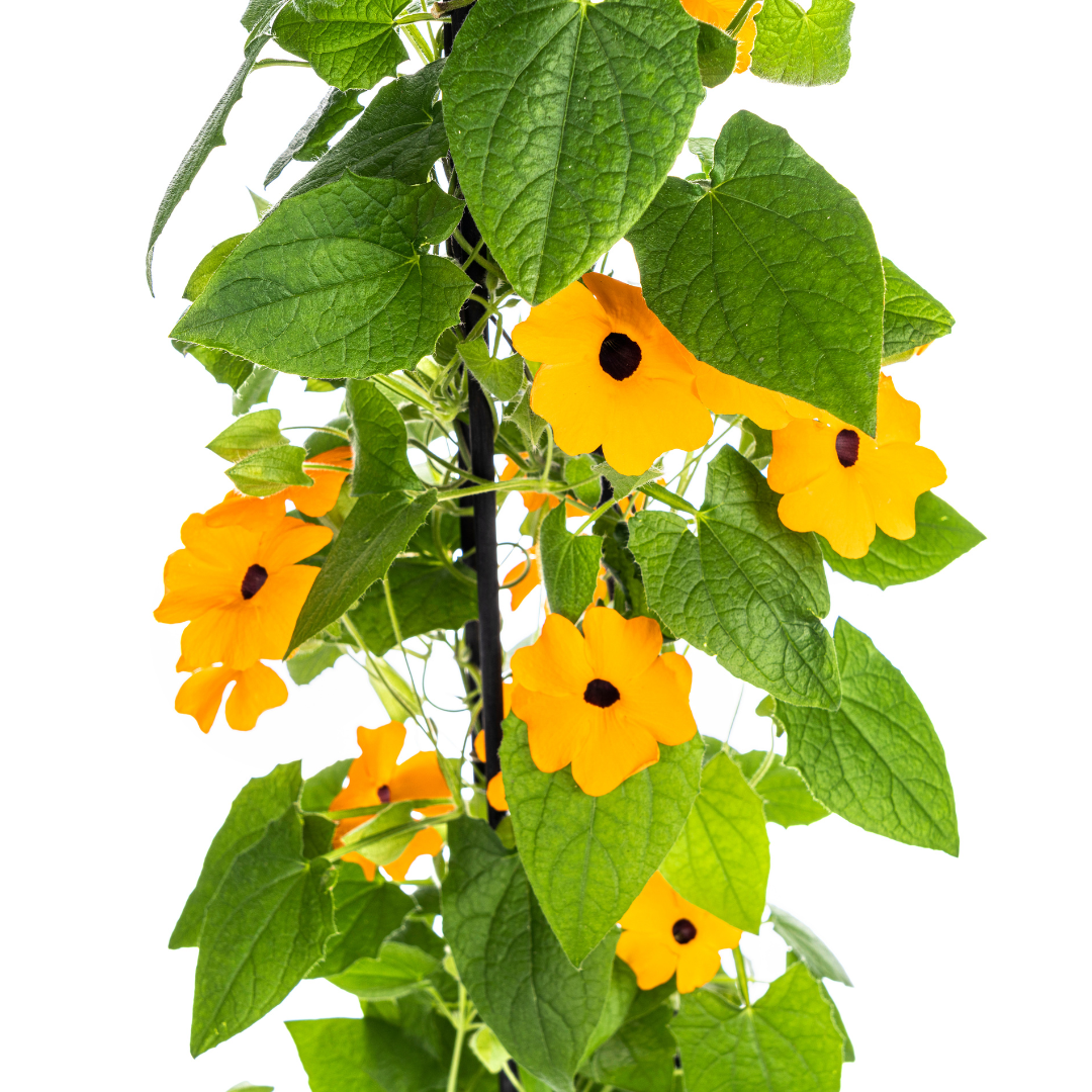 Thunbergia alata &