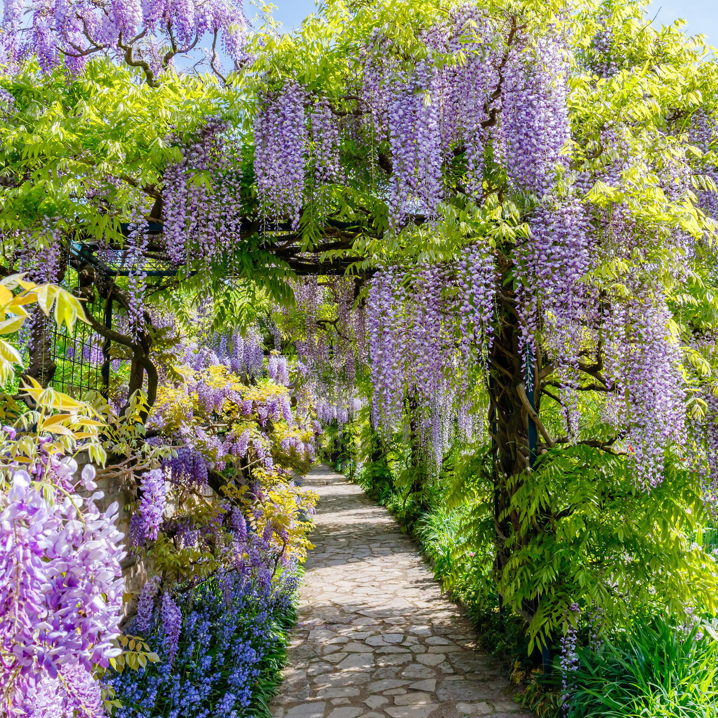 Wisteria floribunda - Japanische Blauregen