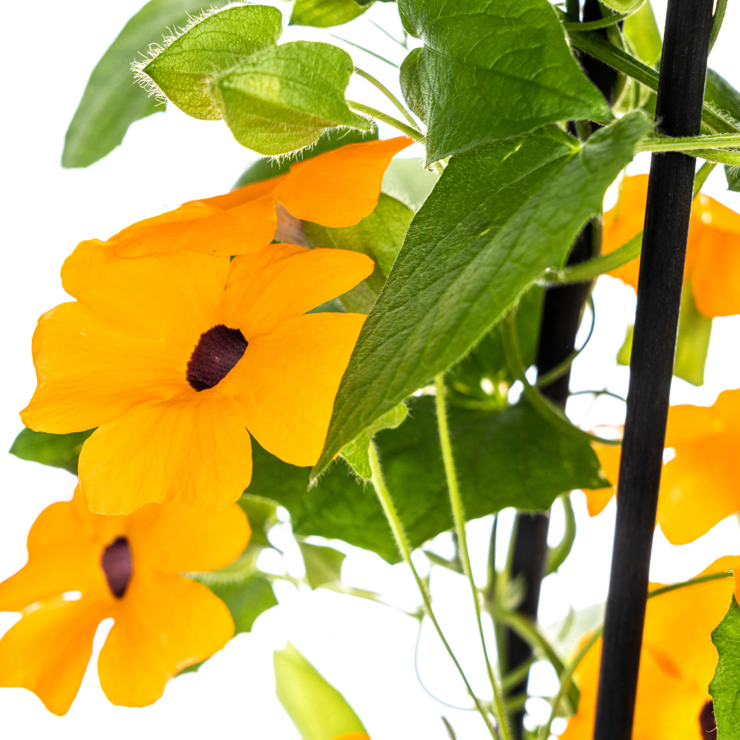 Thunbergia alata &