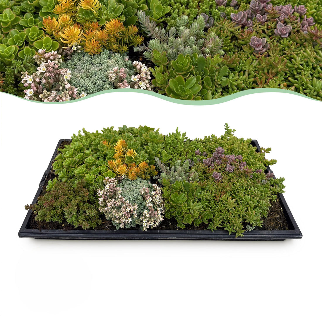 Sedummatte - Winterharte Bodendecker